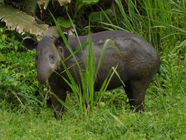  Anta da espécie Tapirus bairdii é vista no Parque Nacional de Corcovado, na Costa Rica  (Foto: Reprodução/Flickr/Miguel Vieira)