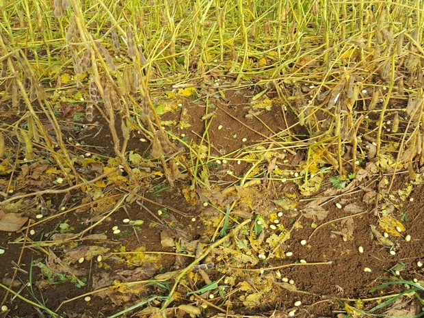 Granizo começou a cair  em Campo Belo do Sul na noite de terça (8) (Foto: Prefeitura de Campo Belo do Sul/Divulgação)