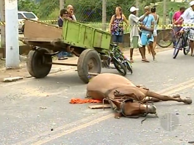 Cavalo e ciclista foram mortos após serem atingidos por veículo (Foto: Reprodução / Inter TV)