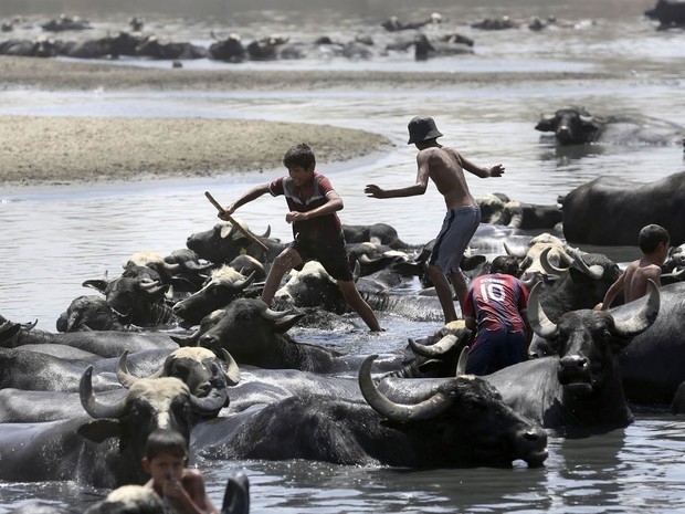 Meninos saltam brincando nas costas de bfalos enquanto os animais tomam banho no rio Diyala em Bagd, no Iraque. Os bfalos so levados para tomar banho todo dia para evitar doenas e refresc-los no calor (Foto: Hadi Mizban/AP)