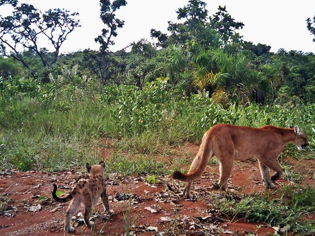 Onça parda e filhote flagradas no Parque Nacional de Brasília (Foto: Parque Nacional de Brasília/Reprodução)