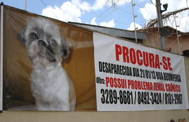 Aposentada procura cadela Luninha, da raça shitzu, que desapareceu em Goiânia (Foto: Adriano Zago/G1)