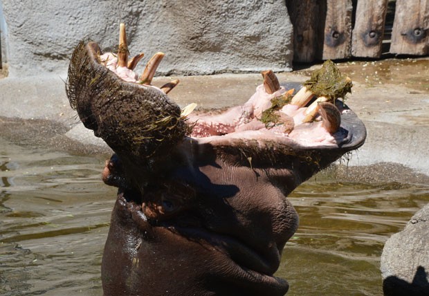 Um hipopótamo abriu a boca quase em um ângulo de 180º enquanto se refrescava em seu recinto no zoológico de Karlsruhe, na Alemanha. (Foto: Uli Deck/AFP)