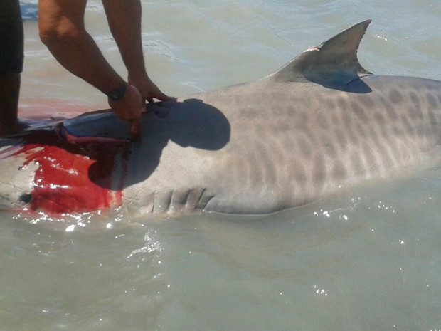 Tubarão foi achado no início da tarde desta terça por pescadores (Foto: Jailton Silva/G1)