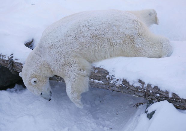 Um urso polar foi fotografado tirando uma soneca na maior preguiça no aquário de Quebec, no Canadá (Foto: Mathieu Belanger/Reuters)