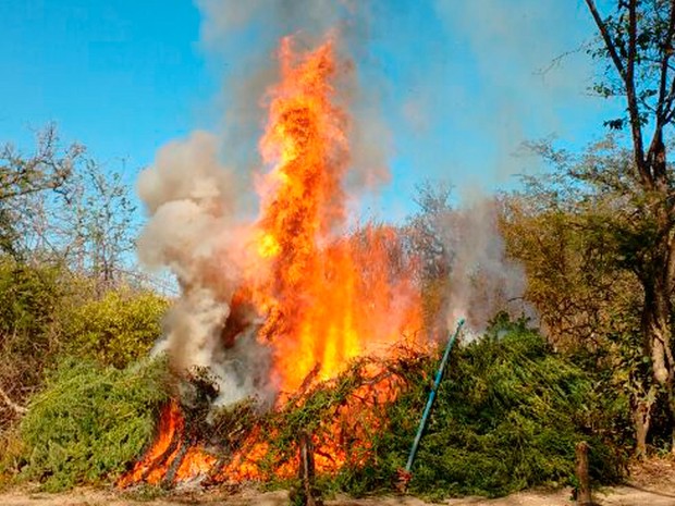 Cerca de 57.600 pés de maconha foram incinerados (Foto: Divulgação/Polícia Militar)
