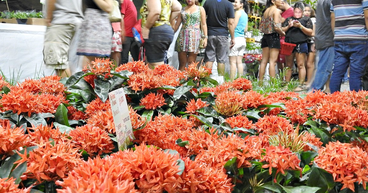 G1 - Festival das Flores de Holambra reúne mais de 250 espécies ... - Globo.com