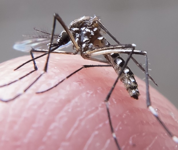 Aedes aegypti, o mosquito que transmite o vírus zika (Foto: Rafael Neddermeyer/ Fotos Públicas)