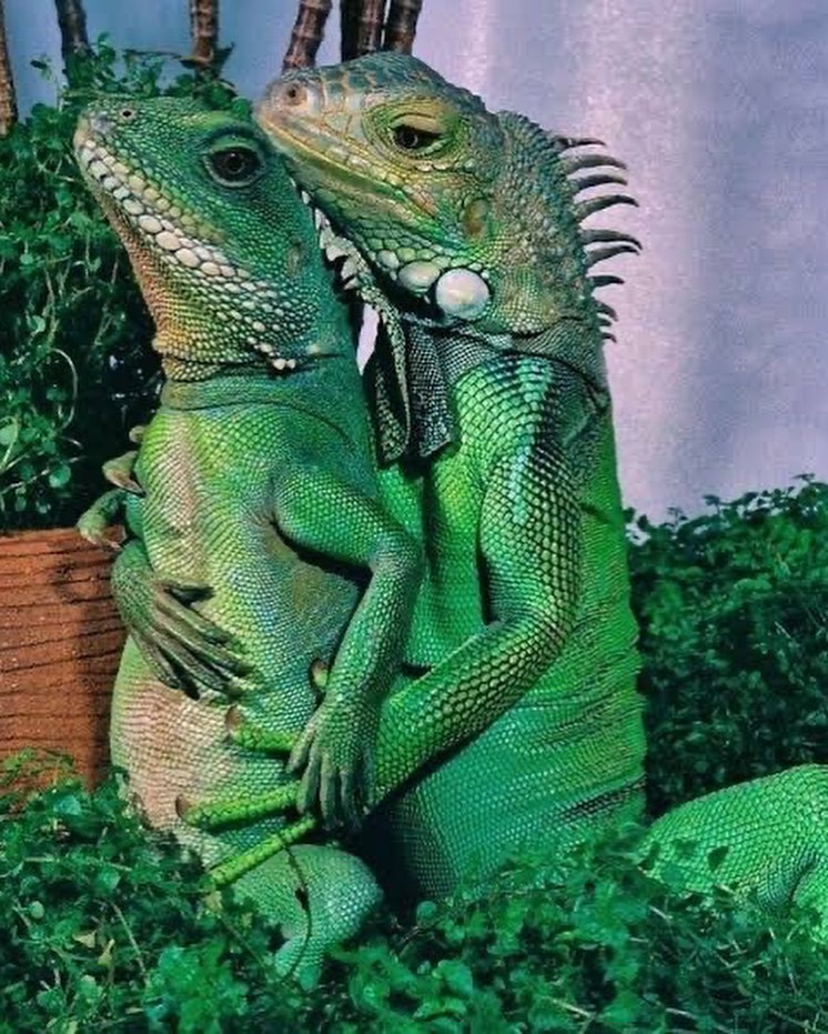 Bruna LInzmeyer posta foto de iguanas (Foto: Reprodução Instagram)