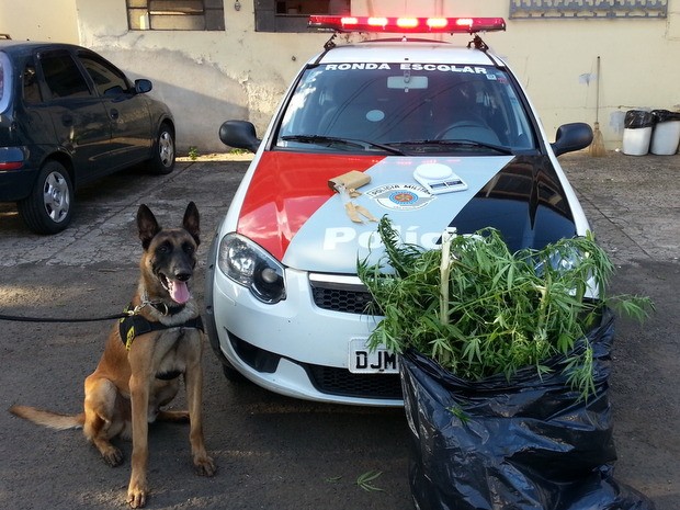 Cachorro do Canil ajudou a encontrar droga em Piracicaba (Foto: Divulgação/5ª CIA da PM)