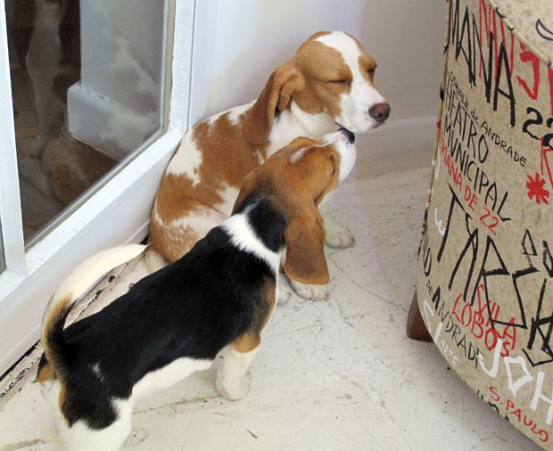 Beagles levados por ativista de laboratório estão em apartamento na capital  (Foto: Gabriela Gasparin/G1)