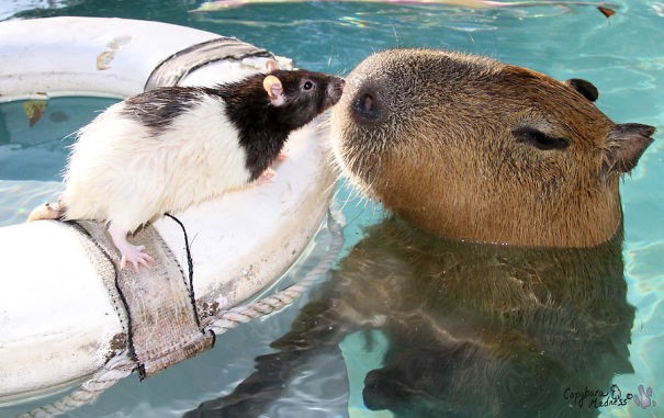 Capivara em um fundo branco animais da américa do sul