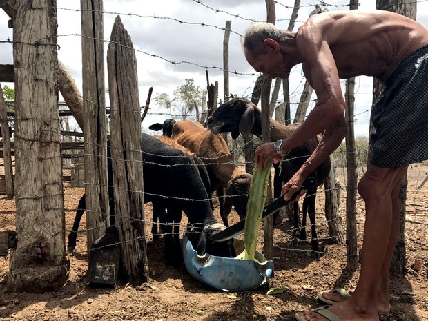 Seu Antônio alimenta com mandacaru os animais em Feira de Santana (Foto: Alan Tiago Alves/G1)