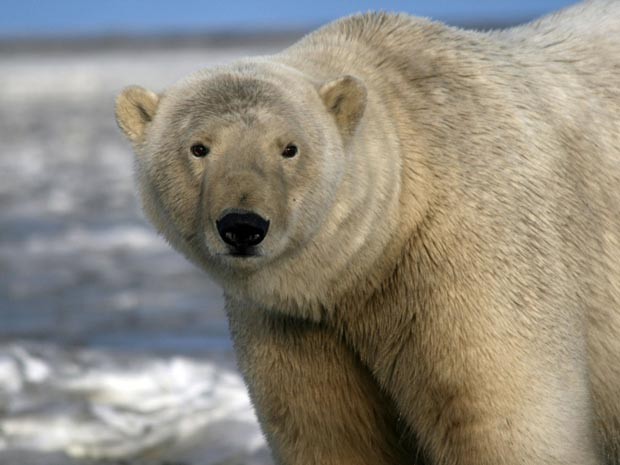 Urso polar (Foto: BBC)