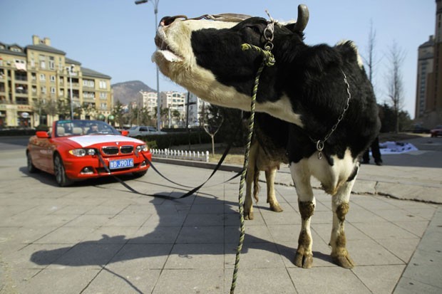 Em fevereiro deste ano, o dono de uma BMW em Qingdao, província de Shandong, na China, amarrou uma vaca a seu veículo como protesto contra um estacionamento. Ele alega que o estacionamento danificou sua BMW, mas se recusou a pagar pelos danos (Foto: China Daily/Reuters)
