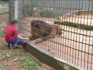 Na imagem, criança brinca com um leão antes do acidente em outra jaula, com tigres (Foto: Edmar Vieira/arquivo pessoal)