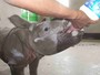 ONG resgata filhote de rinoceronte  após mãe ser morta na Índia