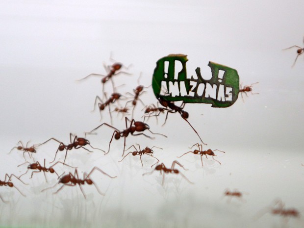 Formigas cortadeiras carregam uma folha cortada a laser com a frase '!Pro Amazonas!' no zoológico em Colônia, na Alemanha. As mensagens para proteger a floresta amazônica fazem parte de uma campanha do Fundo Mundial para a Natureza Selvagem (WWF) (Foto:  Ina Fassbender/Reuters)