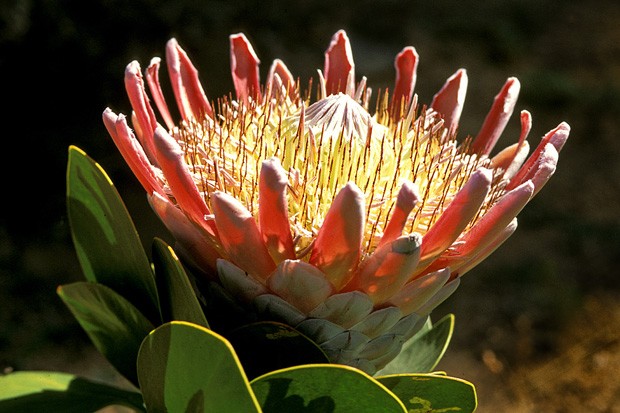 Existem mais de 70 espécies de proteas na região do Cabo. A King Protea, Protea cynaroides, é a maior de todas.  (Foto: Haroldo Castro/ Época)