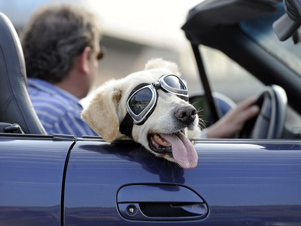 Em agosto de 2011,  o cão Mo foi visto de óculos enquanto passeava com seu dono em Gelsenkirchen , na Alemanha.  (Foto: AP)