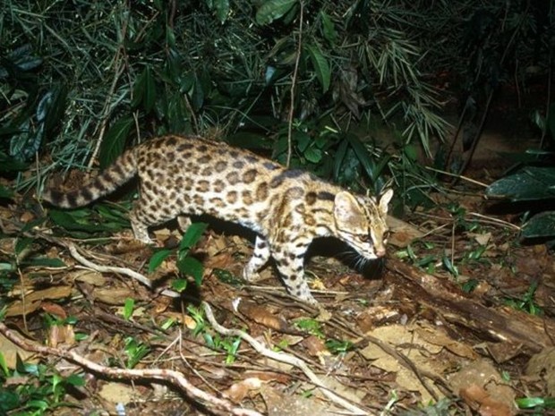 Espécie que habita o Rio Grande do Sul passa a se chamar Leopardus guttulus (Foto: Projeto Gatos do Mato Brasil/Divulgação)