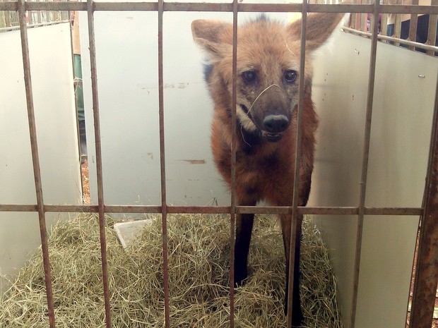 Lobo-guará do Zoológico de Piracicaba (Fot Paula Matias/Zoológico de Piracicaba)