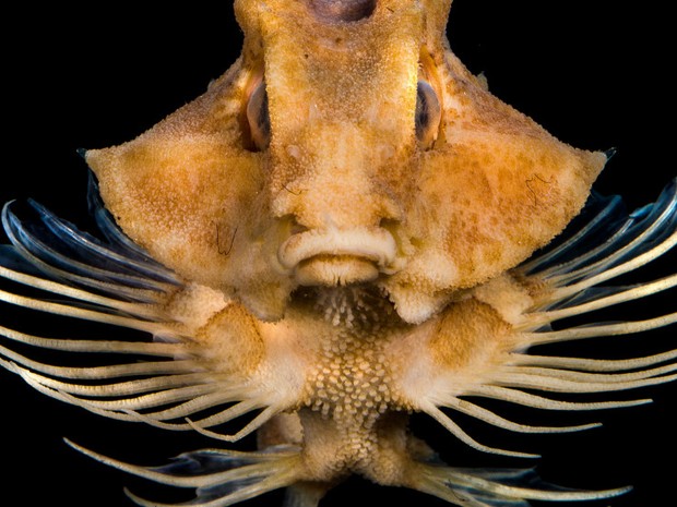 Animal registrado pelo fotógrafo que habita o fundo dos oceanos (Foto: BBC)