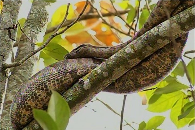 Jiboia de 2 metros é encontrada em árvore em avenida de Itumbiara, Goiás (Foto: Reprodução/TV Anhanguera)