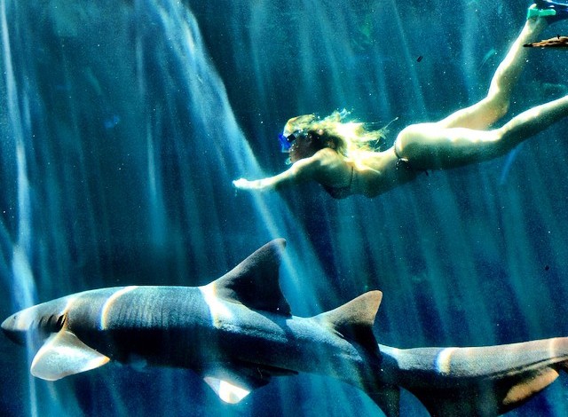 Lorena Molinos nada com tubarão em Cancun (Foto: Reprodução/Facebook)