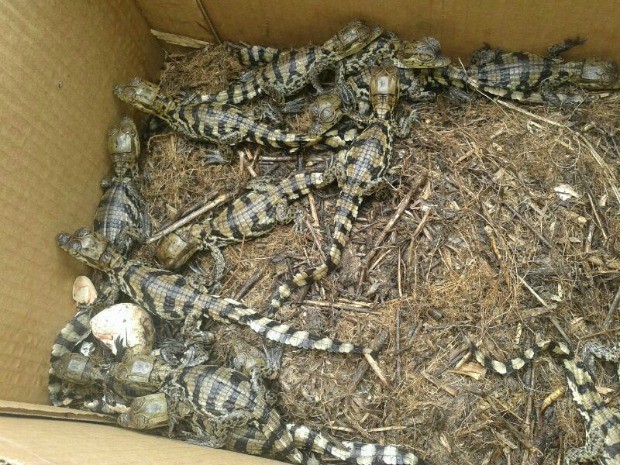 Filhotes nasceram cerca de um mês após moradores encontrarem ninhada (Fot Divulgação/Batalhão Ambiental)