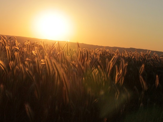 Nascer do sol atrás de campo de plantação de trigo na Reserva American Prairie, em Montana, Estados Unidos.  (Foto: Chris Tajane)