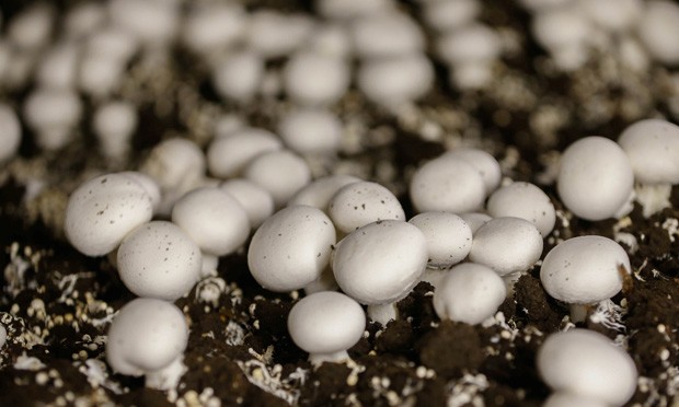 Cogumelos vistos no Canadá (Foto: REUTERS/Mark Blinch)