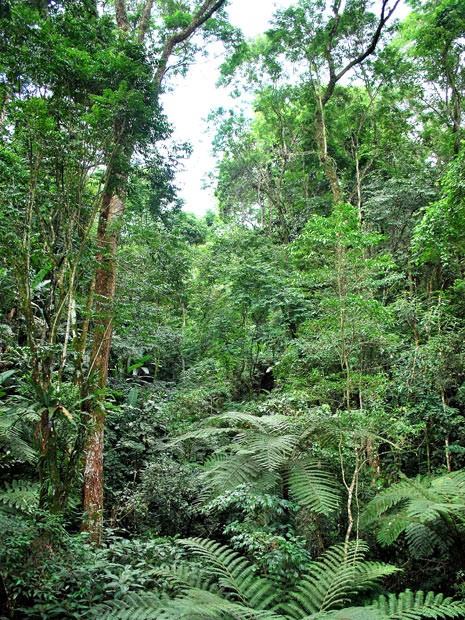 Área de Mata Atlântica no estado do RJ. Censo ajudará na criação de políticas de preservação (Foto: Divulgação/Governo do Rio de Janeiro)