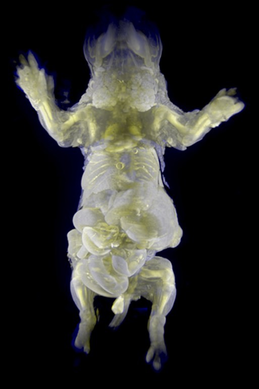 Imagem divulgada nesta quinta-feira (6) pelo Instituto de Pesquisa Japonês Riken mostra o corpo e parte dos órgãos de um camundongo descoloridos e com um grau de fluorescência (Foto: Riken/AFP)