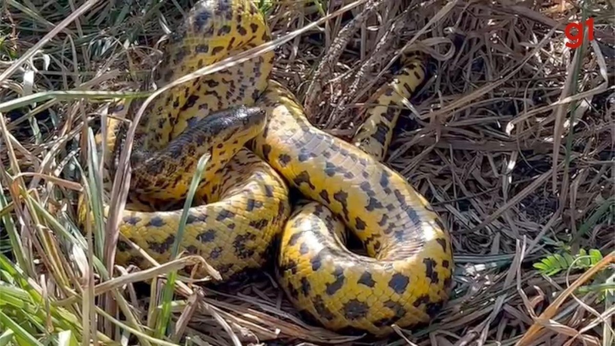 Sucuri amarela de 4 metros é flagrada almoçando em trilha no Pantanal