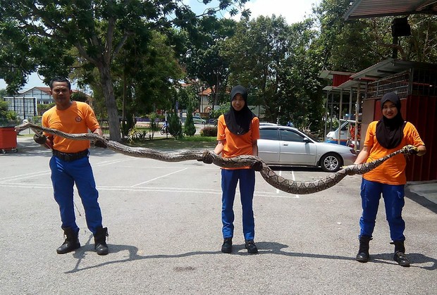 Enorme píton de 3,7 metros foi capturada em estação de telecomunicações em Malaca (Foto: Malaysia Civil Defence Department/AFP)