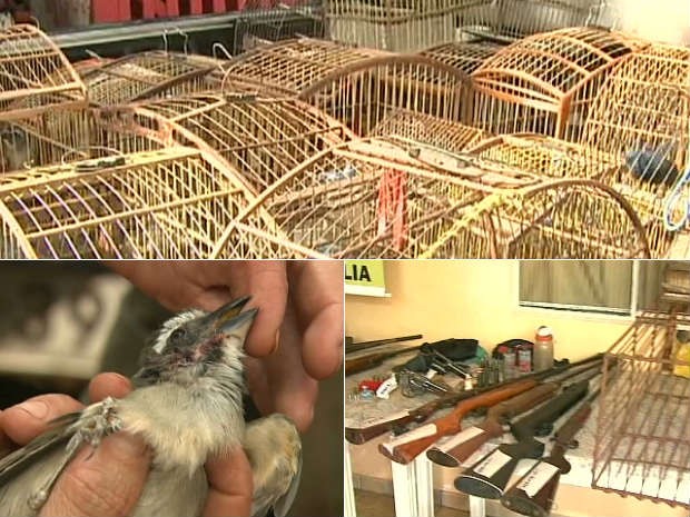 Parte dos pássaros apreendidos foi solta neste sábado (Foto: Reprodução/RPCTV)