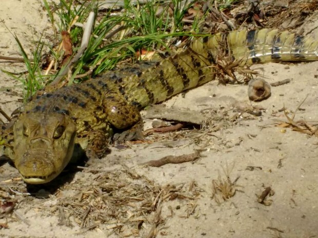 Animal estava na Praia do Coqueiral, na cidade de Prado (Foto: Claydson Motta/Site Prado Notícia)