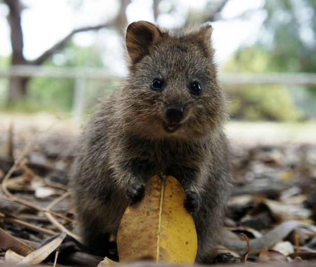 Marsupial é comum da região sudoeste da Austrália (Foto: Reprodução)