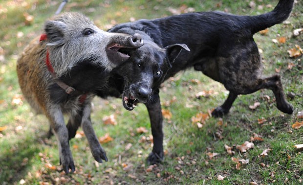 A cadela chamada 'Bintas' e o javali 'Willy' criaram amizade em uma fazenda em Mueden, perto de Gifhorn, na Alemanha. A dupla vive em uma fazenda que mantém animais selvagens e domésticos vivendo juntos. (Foto: Julian Stratenschulte/AFP)
