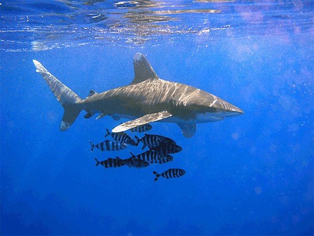 Tubarão galha-branca-oceânico aparece em recife do Mar Vermelho, no Egito, em imagem de 2003 (Foto: Thomas Ehrensperger/Creative Commons)
