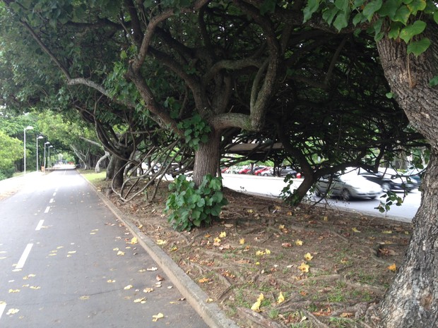 Árvores onde o homem colocou o colchão ficam entre a Avenida Epitácio Pessoa e à ciclovia da Lagoa (Foto: João Bandeira de Mello / G1)