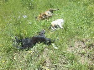 Centenas de cães e três gatos foram encontrados mortos em Bom Jesus (Foto: Divulgação/Polícia Civil)