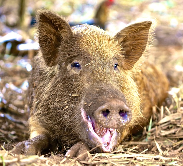 8 santuários de animais para visitar com a família (Foto: Divulgação) 8 santuários de animais para visitar com a família (Foto: Divulgação)