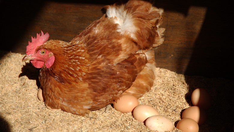 Aves em início de postura exigem atenção especial em alimentação