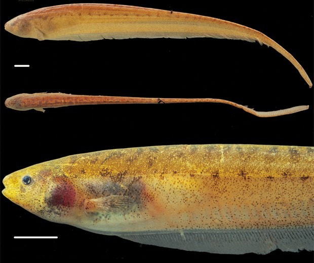 Notícia -  Descobertas duas novas espécies de peixe elétrico na Amazônia Peixe2