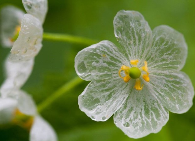 Flor fica transparente em contato com a água - Casa e Jardim | Flores