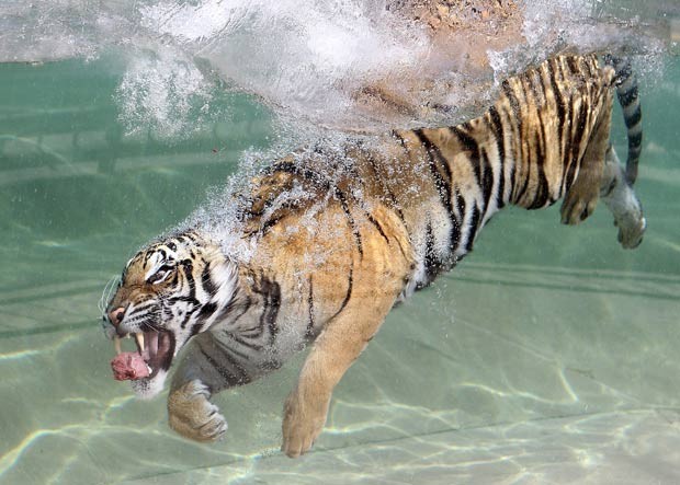Tigre-de-bengala mergulha para devorar pedaço de carne em parque. (Foto: Justin Sullivan/Getty Images/AFP)