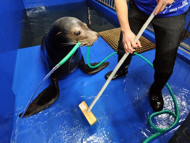 Leão marinho ajuda na operação de limpeza geral de fim de ano do aquário Epson Shinagawa Aqua Stadium, em Tóquio (Foto: Toshifumi Kitamura/AFP)