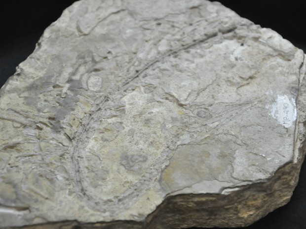 Fóssil de mesossauro encontrado em Mato Grosso (Foto: Carolina Holland/G1)